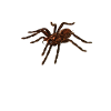 Tarentule
