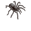 Tarantula