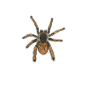 Tarentule