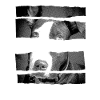 Pitbull