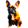 French Bulldog Frenchie Französische Bulldogge