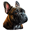 French Bulldog Frenchie Französische Bulldogge