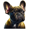 French Bulldog Frenchie Französische Bulldogge