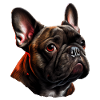 French Bulldog Frenchie Französische Bulldogge