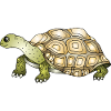 Tortoise