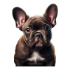 French Bulldog Frenchie Französische Bulldogge