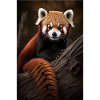 Cute Red Panda