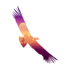 California condor