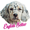 English setter