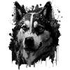 Husky Dog