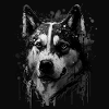 Husky Dog