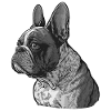 Français Bulldog