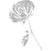 Rose discrète de l’éternité