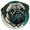 Kleiner Mops