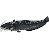 European Catfish Silurus Fishing Design