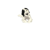 Sheepadoodle Doodle Dog