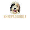 Sheepadoodle Doodle Dog