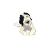 Sheepadoodle Doodle Dog