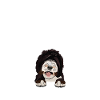 Sheepadoodle Doodle Dog