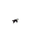 Sheepadoodle Doodle Hund
