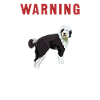 Sheepadoodle Doodle Dog