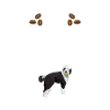 Sheepadoodle Doodle Dog