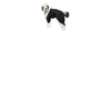 Sheepadoodle Doodle Hund