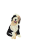 Sheepadoodle Doodle Hund