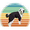 Sheepadoodle Doodle Dog