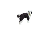 Sheepadoodle Doodle Dog