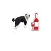 Sheepadoodle Doodle Dog
