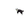 Sheepadoodle Doodle Dog