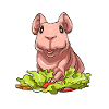 Nacktmeerschweinchen mit Salat