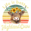 Scottish Highland cattle cow
