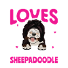 Sheepadoodle Doodle Dog