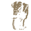 Cameroon - Elephant