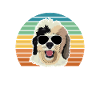 Sheepadoodle Doodle Chien