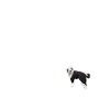 Sheepadoodle Doodle Chien