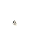 Sheepadoodle Doodle Dog
