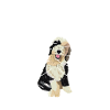 Sheepadoodle Doodle Dog