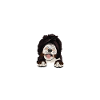 Sheepadoodle Doodle Dog