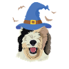 Sheepadoodle Doodle Hund