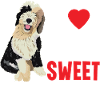Sheepadoodle Doodle Dog