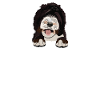 Sheepadoodle Doodle Dog