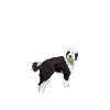 Sheepadoodle Doodle Dog