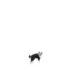 Sheepadoodle Doodle Dog