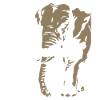 Zambia - Zambia - Elephant