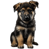 Deutscher Schäferhund Welpe
