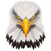 Bald eagle
