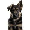 German Shepherd Puppy V II